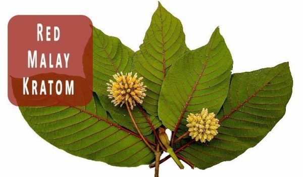 Red Malay Kratom: The Guide for Beginners